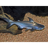 Pez Tiburón Panga Para Acuario| Incluye (2) Peces