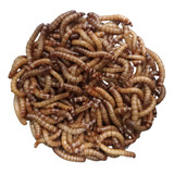Tenebrio Molitor 1000 Larvas + Larvas De Brinde 