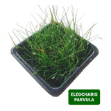 Eleocharis Parvula Planta Natural Carpete Aquário Plantado