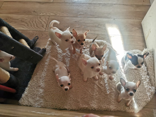 Chihuahuas Machos  