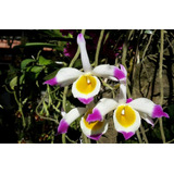 Orquídea Dendrobium Crystallinum