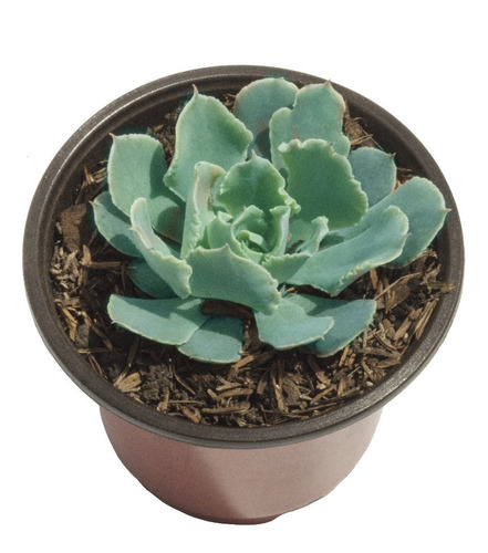 Suculenta Blue Cabbage (echeveria Shaviana) En Maceta