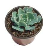 Suculenta Blue Cabbage (echeveria Shaviana) En Maceta