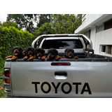 Rottweiler Cachorros Hermosos De Padres De Pedigrí En Cali