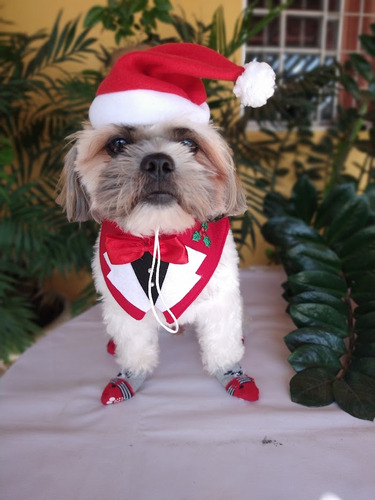 Fantasia Pet Natal Smoking E Gorro Papai Noel Tamanho M