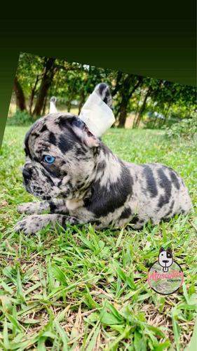 Espectaculares Frances Black Merle Mascotas Rionegro