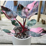 150 Semillas De Philodendron Pink Princess, Más Regalo