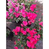 Azaleas Envase 10 Litros 