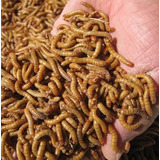 Larvas De Tenebrio Molitor 250 Larvas  ( Larva Vivas )