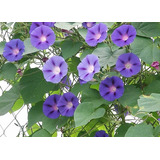 Semillas De Campanitas - Ipomoea Morning Glory - Mix Colores