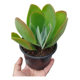 Suculenta Kalanchoe Thyrsiflora Grande - Colección Premium 