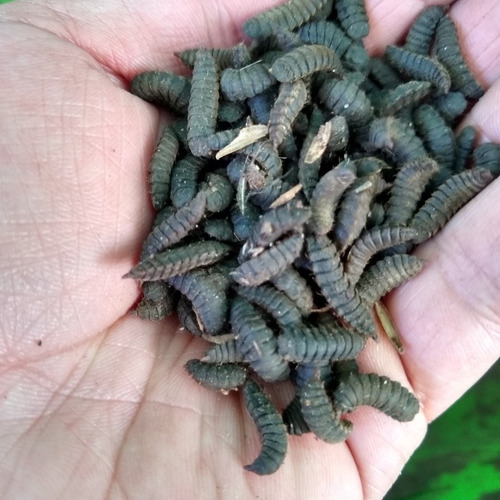 200 Gr De Larva De Mosca Soldado 