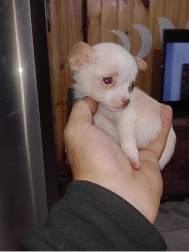 Chihuahua Mini Mini 