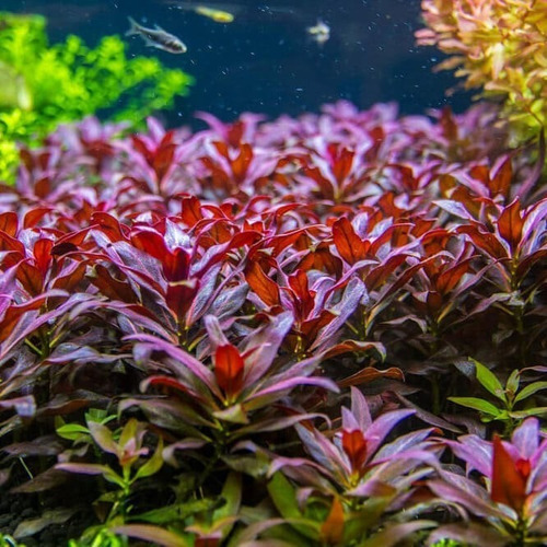 Planta Aquário Ludwigia Glandulosa Chácara Takeyoshi