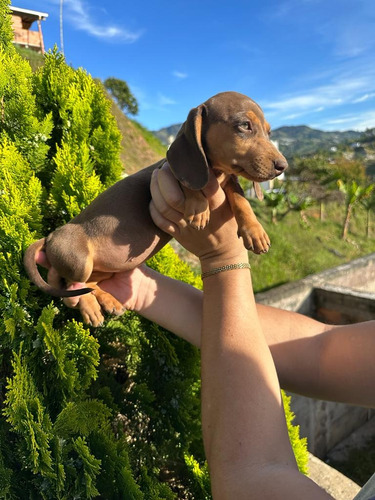 Cachorra Teckel Hembra Manto Chocolate Disponible Medellín