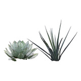 Agave Tobala Y Agave Tequilana (dos Agaves)