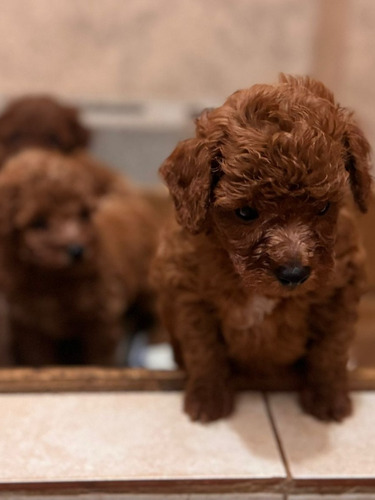 Caniche Toy Rojos 