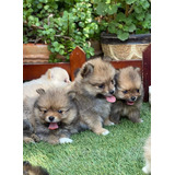 Cachorros Pomerania Hembras Y Machos