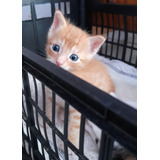 Gatito Tipo Garfield, Pelaje Color Naranja  Y Ojos Azules