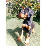 Perros Doberman En Venta