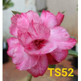 Rosa Do Deserto Enxertada Dobrada Rosa Com Branco - Ts 52