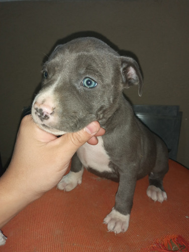 Pitbull Cachorros Color Blue