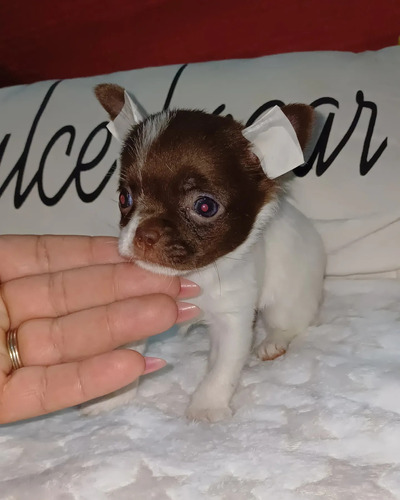 Chihuahuas Mini 