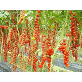 Semillas Organicas Tomate Cherry Datterino De Racimo Huerta