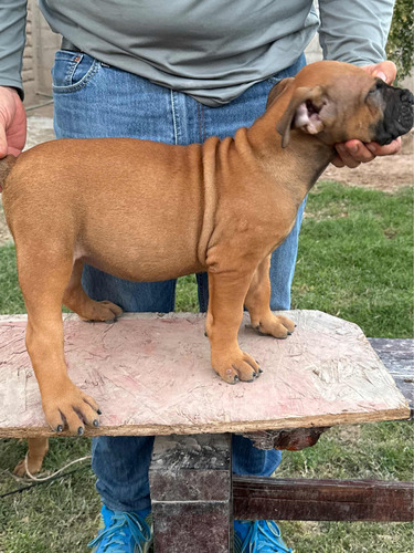 Perro Presa Canario