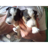 Cachorros Fox Terrier Pelo De Alambre