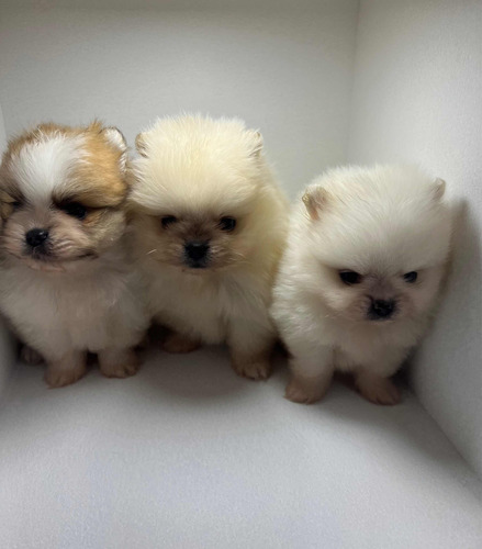 Pomerania Machos Excelentes Bellísimos