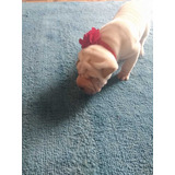 Sharpei