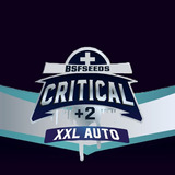 Critical+2 Auto X 2 Bsf