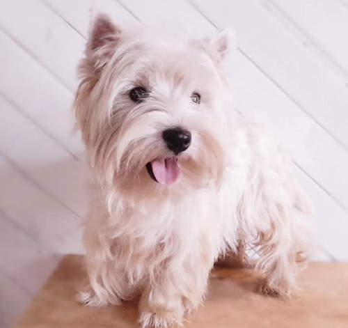 Westies Hembrita (seña) Adulta Joven