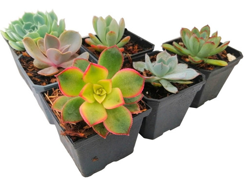 Suculentas Echeverias Aeonium 6 Pzas De Colección