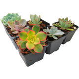 Suculentas Echeverias Aeonium 6 Pzas De Colección