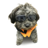 Gafas De Sol Para Perros Pequeños, Protección Uv