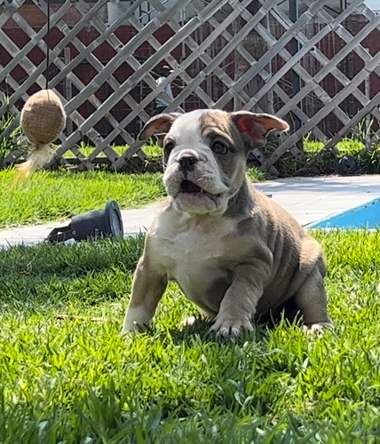 Cachorro Bulldog Ingles Blue Tricolor Azul Pedigree Exótico!