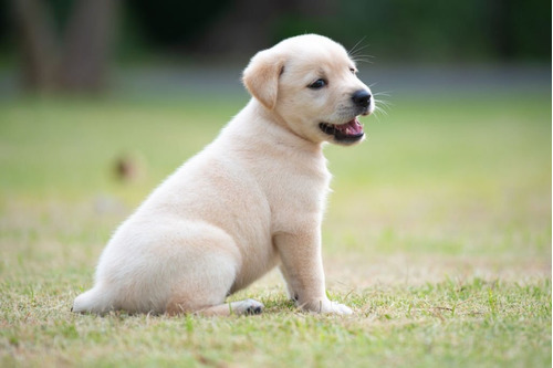 Cachorros Labrador Retriever Disponible Dog Puppy Perros