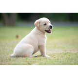 Cachorros Labrador Retriever Disponible Dog Puppy Perros