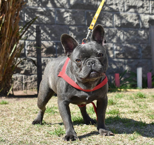 Bulldog Francés Blue Servicio Stud Kca Criad Gotitas De  Luz