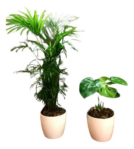 Palmera Areca Y Monstera En Maceta Premium, Plantas Interior