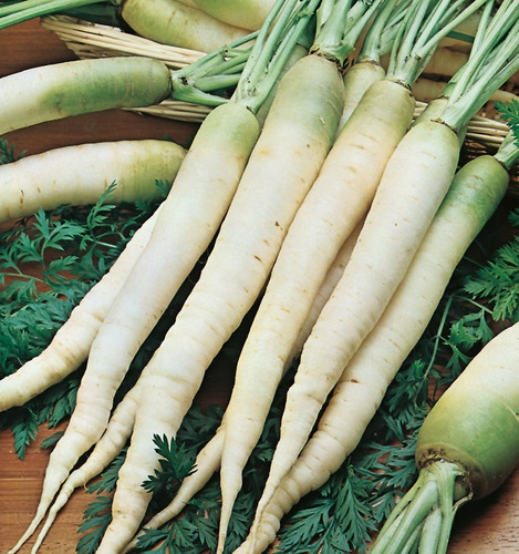 100 Semillas De Zanahoria Blanca Orgánicas Para Tu Huerto