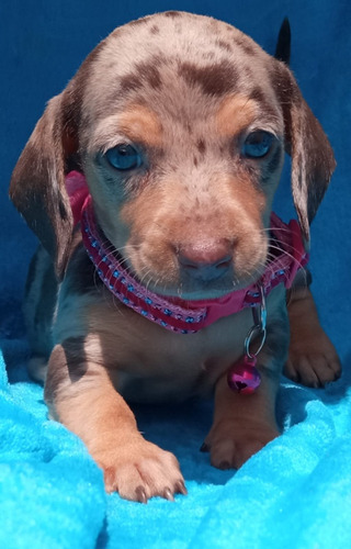 Salchicha Dachshund Exoticas Chocolate Arlequín 