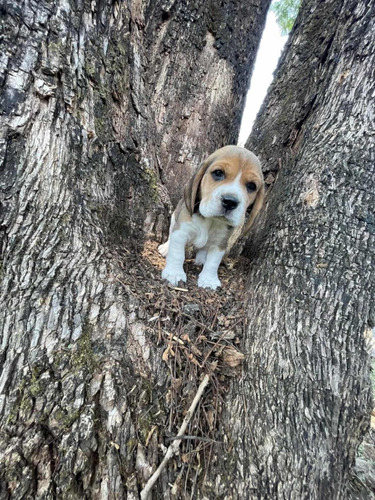 Cachorritos Beagle