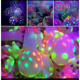 Pack 100 Globos Fluor De Puntos Colores Surtidos R12 - 30 Cm