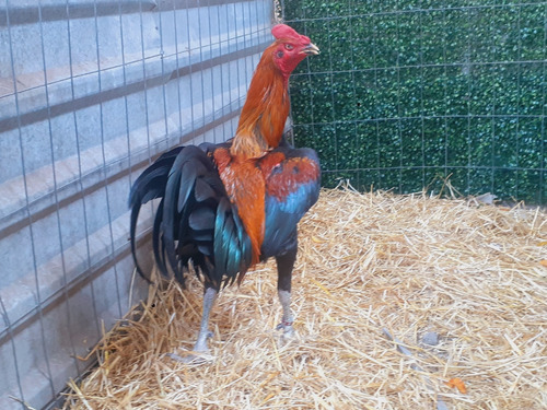 Gallo Peruano Navajero