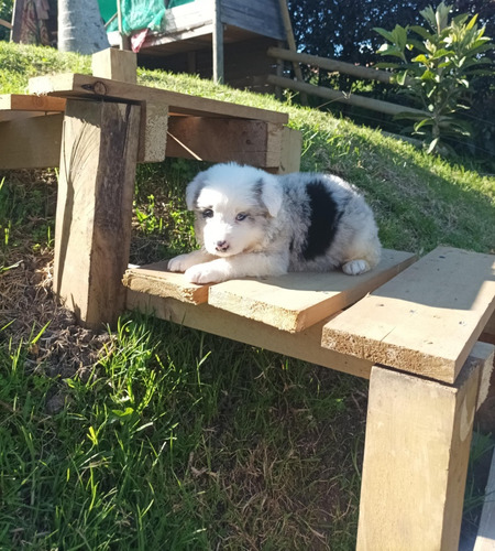 Cachorro Border Collie Blue Merle 