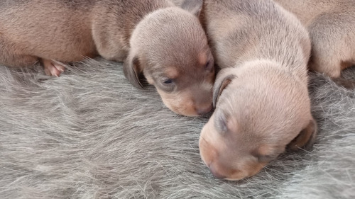 Mini Dachshund - Mini Salchichas Los Únicos Color Blue