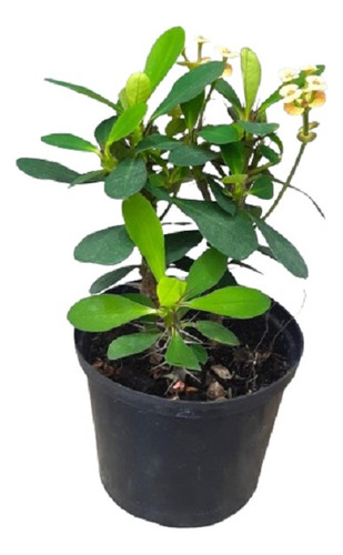 Euphorbia Milii Corona De Cristo 30 A 40 Cm